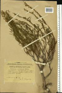 Artemisia salsoloides Willd., Eastern Europe, Middle Volga region (E8) (Russia)