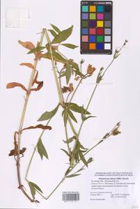 Silene latifolia subsp. alba (Mill.) Greuter & Burdet, Eastern Europe, Central region (E4) (Russia)