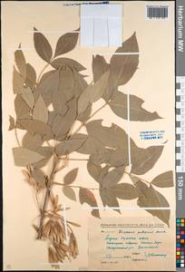 Fraxinus pennsylvanica Marshall, Caucasus, Stavropol Krai, Karachay-Cherkessia & Kabardino-Balkaria (K1b) (Russia)