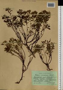 Phedimus sichotensis (Vorosch.) 't Hart, Siberia, Russian Far East (S6) (Russia)