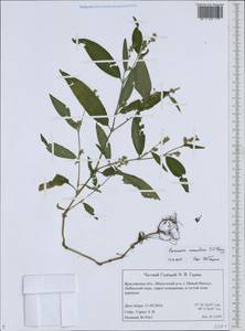 Persicaria maculosa Gray, Eastern Europe, Central forest region (E5) (Russia)