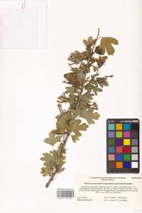 Ribes aureum Pursh, Eastern Europe, Lower Volga region (E9) (Russia)