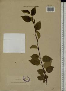 Malus sylvestris Mill., Eastern Europe, North-Western region (E2) (Russia)