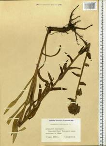 Campanula cervicaria L., Siberia, Altai & Sayany Mountains (S2) (Russia)