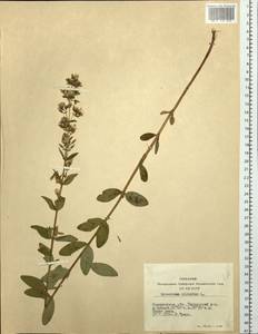 Hypericum hirsutum L., Siberia, Altai & Sayany Mountains (S2) (Russia)