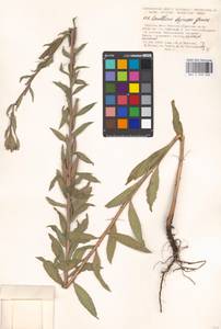Oenothera villosa Thunb., Eastern Europe, Moscow region (E4a) (Russia)