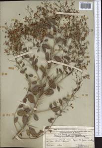 Alhagi pseudalhagi (M.Bieb.) Desv. ex Wangerin, Middle Asia, Western Tian Shan & Karatau (M3) (Kazakhstan)