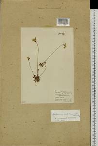 Androsace lactiflora Fisch. ex Willd., Siberia, Baikal & Transbaikal region (S4) (Russia)