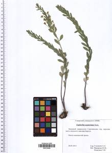 Euphorbia seguieriana Neck., Eastern Europe, Middle Volga region (E8) (Russia)