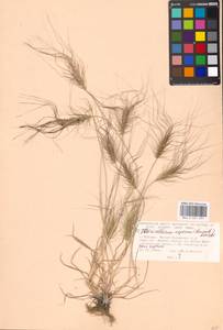 Taeniatherum caput-medusae (L.) Nevski, Eastern Europe, Moscow region (E4a) (Russia)