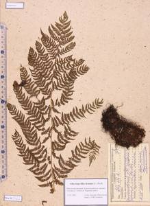 Athyrium filix-femina (L.) Roth, Siberia, Altai & Sayany Mountains (S2) (Russia)