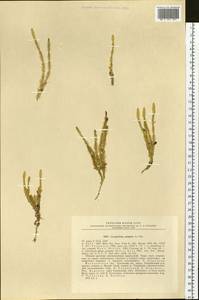 Spinulum annotinum subsp. dubium (Zoëga) J.H.Xue, Chepinoga & K.P.Ma, Siberia, Chukotka & Kamchatka (S7) (Russia)