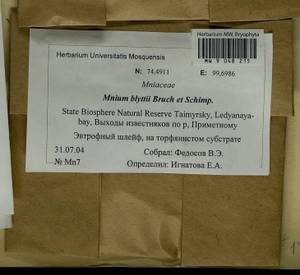Mnium blyttii Bruch & Schimp., Bryophytes, Bryophytes - Krasnoyarsk Krai, Tyva & Khakassia (B17) (Russia)