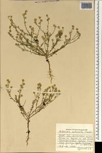 Elachanthemum intricatum (Franch.), Mongolia (MONG) (Mongolia)