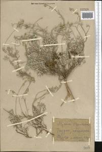 Alyssum lanceolatum Baumgartner, Middle Asia, Kopet Dag, Badkhyz, Small & Great Balkhan (M1) (Turkmenistan)