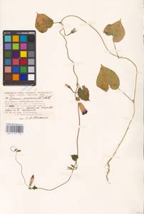 Ipomoea purpurea (L.) Roth, Eastern Europe, Lower Volga region (E9) (Russia)