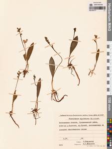 Platanthera oligantha Turcz., Siberia, Chukotka & Kamchatka (S7) (Russia)