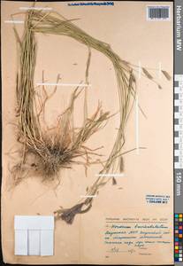 Hordeum brevisubulatum (Trin.) Link, Siberia, Yakutia (S5) (Russia)