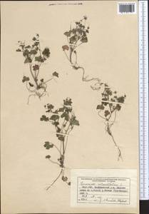 Geranium rotundifolium L., Middle Asia, Northern & Central Tian Shan (M4) (Kyrgyzstan)