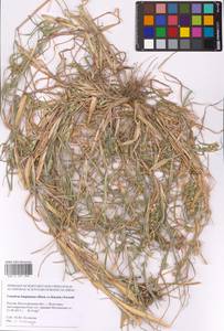 Cenchrus longispinus (Hack.) Fernald, Eastern Europe, Lower Volga region (E9) (Russia)