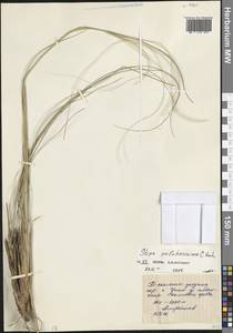 Stipa pulcherrima K.Koch, Caucasus, North Ossetia, Ingushetia & Chechnya (K1c) (Russia)