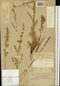 Silene densiflora d'Urv., Eastern Europe, Central forest-and-steppe region (E6) (Russia)