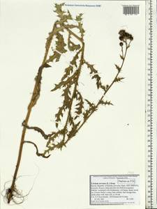Cirsium arvense, Eastern Europe, Northern region (E1) (Russia)