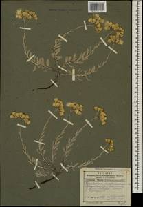 Cladochaeta candissima (M. Bieb.) DC., Caucasus, Dagestan (K2) (Russia)