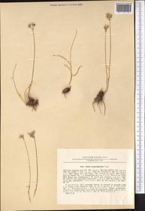 Allium inconspicuum Vved., Middle Asia, Pamir & Pamiro-Alai (M2) (Uzbekistan)
