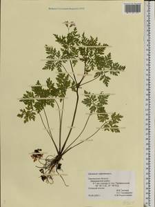 Geranium robertianum L., Eastern Europe, Western region (E3) (Russia)