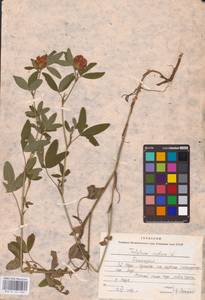 Trifolium medium L., Eastern Europe, Eastern region (E10) (Russia)