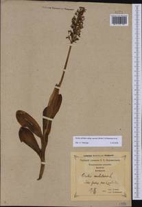 Orchis militaris subsp. stevenii (Rchb.f.) B.Baumann & al., Caucasus, Georgia (K4) (Georgia)