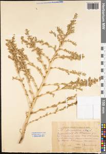 Amaranthus albus L., Eastern Europe, Lower Volga region (E9) (Russia)