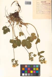 Potentilla fragiformis Willd. ex D. F. K. Schltdl., Siberia, Russian Far East (S6) (Russia)