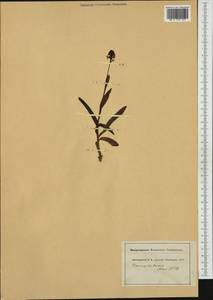 Neotinea ustulata (L.) R.M.Bateman, Pridgeon & M.W.Chase, Western Europe (EUR) (Switzerland)