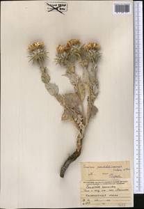 Cousinia pseudodshizakensis Tschern. & Vved., Middle Asia, Pamir & Pamiro-Alai (M2) (Not classified)