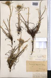 Saussurea leucophylla Schrenk, Middle Asia, Dzungarian Alatau & Tarbagatai (M5) (Kazakhstan)