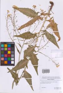 Bunias orientalis L., Eastern Europe, Moscow region (E4a) (Russia)