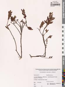 Chamaedaphne calyculata (L.) Moench, Siberia, Chukotka & Kamchatka (S7) (Russia)