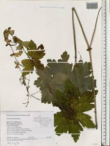 Geranium phaeum L., Eastern Europe, Central region (E4) (Russia)