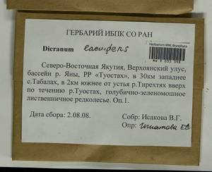 Dicranum laevidens R.S. Williams, Bryophytes, Bryophytes - Yakutia (B19) (Russia)