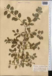 Lonicera korolkowii Stapf, Middle Asia, Western Tian Shan & Karatau (M3) (Kyrgyzstan)