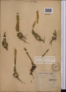 Orostachys thyrsiflora (DC.) Fisch. ex Sweet, Middle Asia, Pamir & Pamiro-Alai (M2) (Kyrgyzstan)