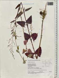 Atriplex hortensis L., Eastern Europe, Central region (E4) (Russia)