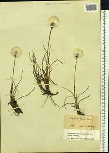 Eriophorum humile Turcz., Siberia, Baikal & Transbaikal region (S4) (Russia)