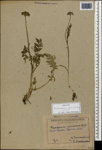 Dichoropetalum pschawicum (Boiss.) Pimenov & Kljuykov, Caucasus, Georgia (K4) (Georgia)