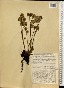 Limonium flexuosum (L.) Kuntze, Mongolia (MONG) (Mongolia)