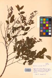 Spiraea media Schmidt, Siberia, Russian Far East (S6) (Russia)