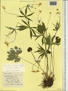 Ranunculus mendax (Markl.) Ericsson, Eastern Europe, Moscow region (E4a) (Russia)