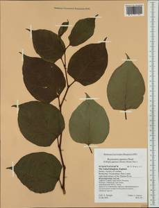 Reynoutria japonica Houtt., Western Europe (EUR) (United Kingdom)